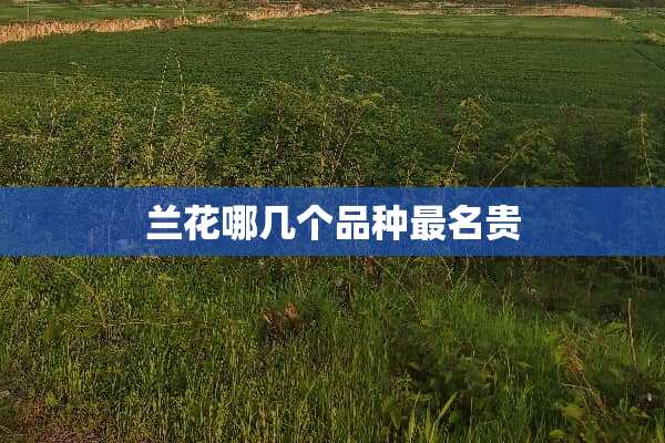 兰花哪几个品种最名贵