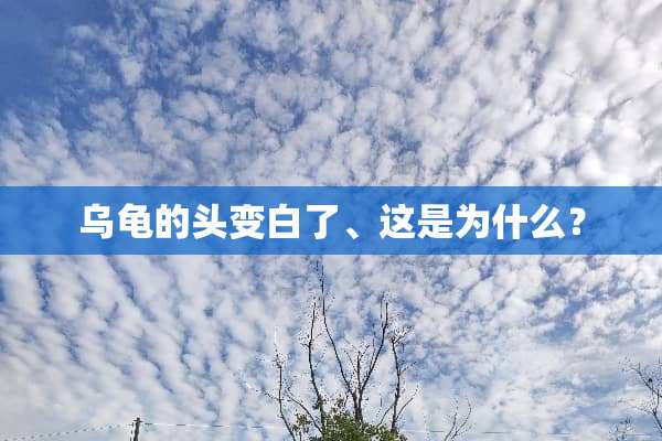 乌龟的头变白了、这是为什么？