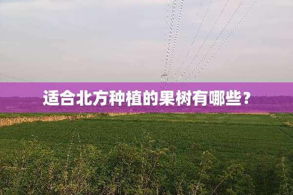 适合北方种植的果树有哪些？