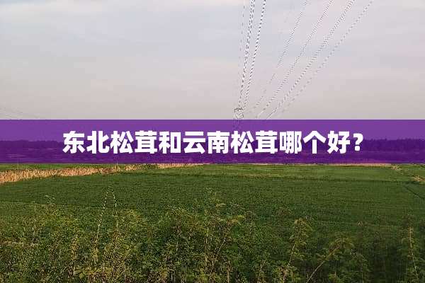 东北松茸和云南松茸哪个好？