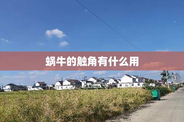 蜗牛的触角有什么用