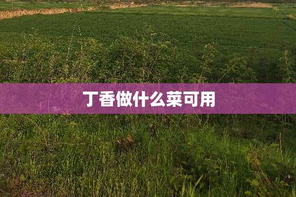 **做什么菜可用