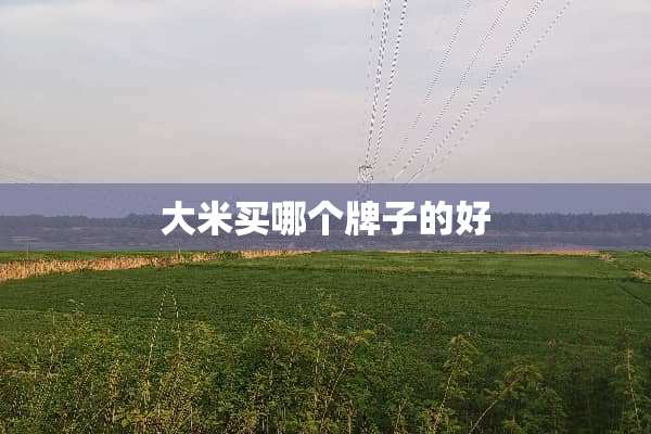 大米买哪个牌子的好