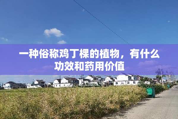 一种俗称鸡丁棵的植物，有什么功效和药用价值