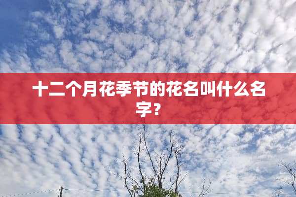十二个月花季节的花名叫什么名字？