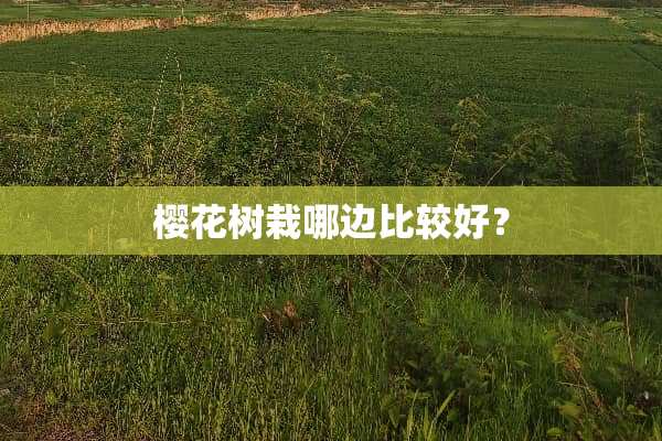 樱花树栽哪边比较好？
