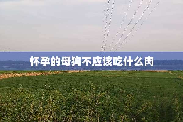 怀孕的母狗不应该吃什么肉