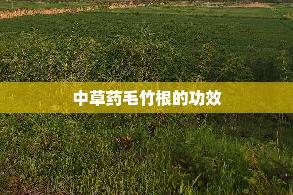 中草药毛竹根的功效
