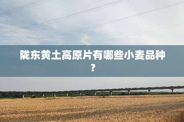 陇东黄土高原片有哪些小麦品种？