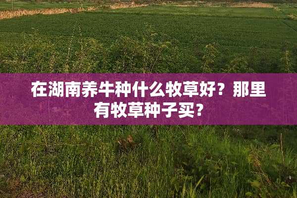 在湖南养牛种什么牧草好？那里有牧草种子买？
