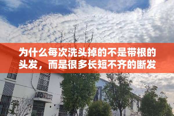 为什么每次洗头掉的不是带根的头发，而是很多长短不齐的断发？