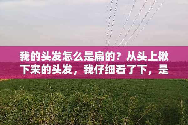 我的头发怎么是扁的？从头上揪下来的头发，我仔细看了下，是扁的，不是圆的？