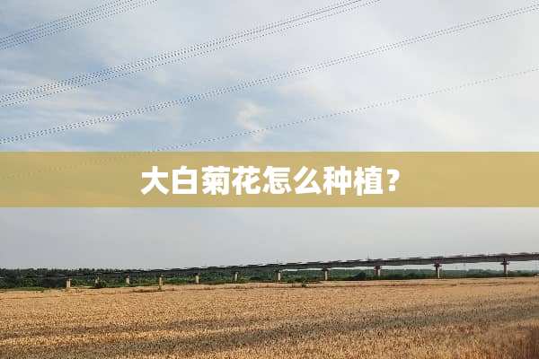 大白菊花怎么种植？