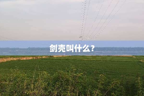 剑壳叫什么？