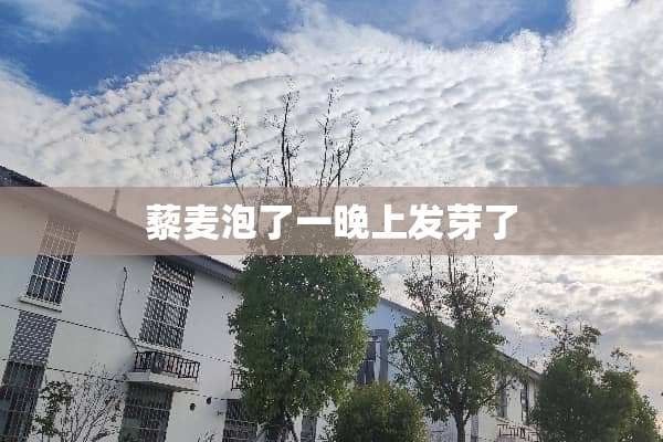 藜麦泡了一晚上发芽了