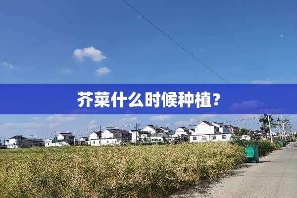 芥菜什么时候种植？
