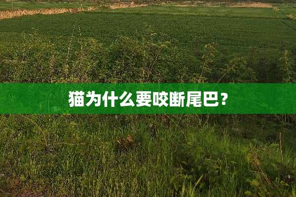 猫为什么要咬断尾巴？