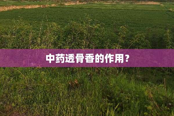 中药透骨香的作用？