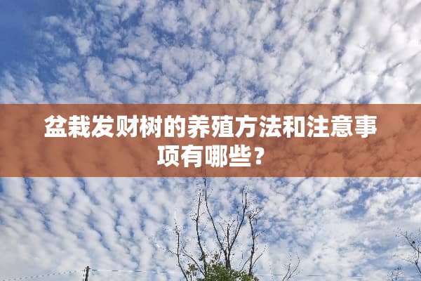 盆栽发财树的养殖方法和注意事项有哪些？