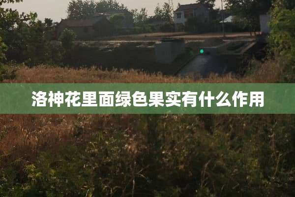 洛神花里面绿色果实有什么作用