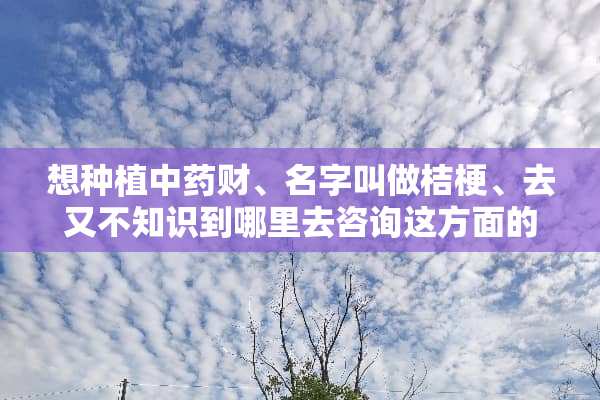想种植中药财、名字叫做桔梗、去又不知识到哪里去咨询这方面的种植技术