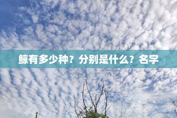 鲸有多少种？分别是什么？名字