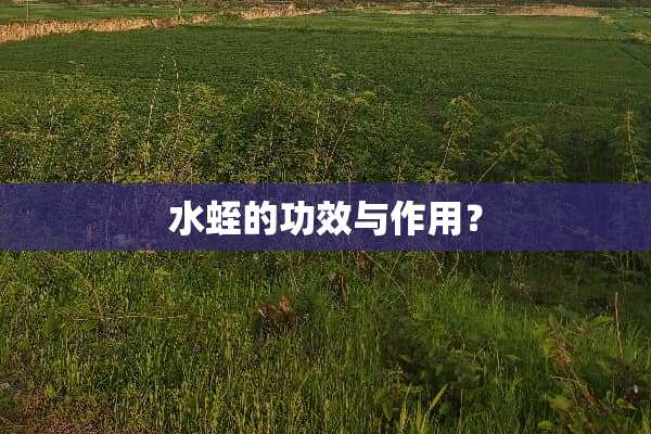 水蛭的功效与作用？
