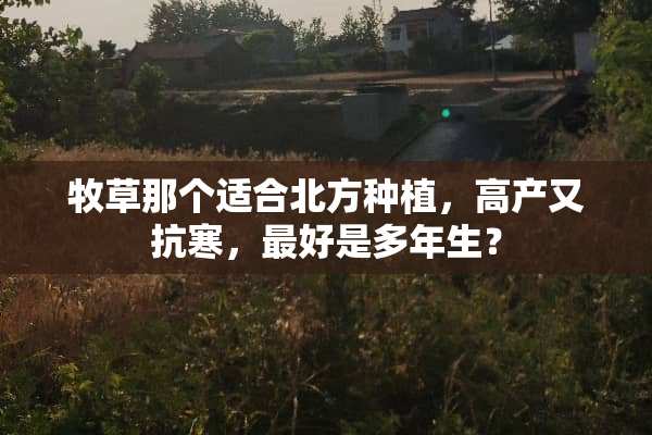 牧草那个适合北方种植，高产又抗寒，最好是多年生？