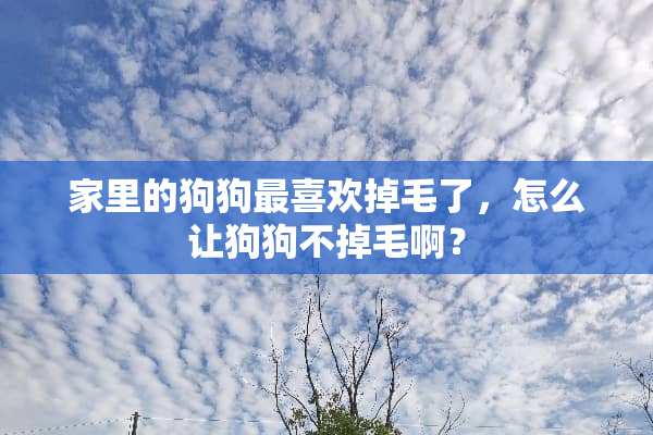 家里的狗狗最喜欢掉毛了，怎么让狗狗不掉毛啊？