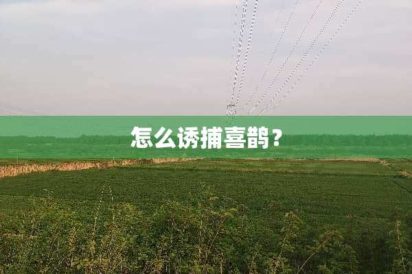 怎么诱捕喜鹊？