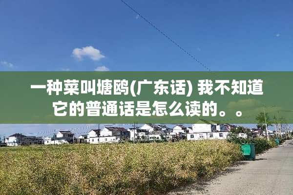一种菜叫塘鸥(广东话) 我不知道它的普通话是怎么读的。。