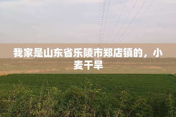 我家是山东省乐陵市郑店镇的，小麦干旱