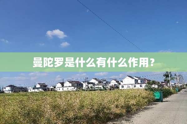 曼陀罗是什么有什么作用？