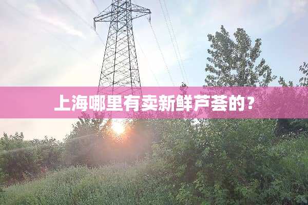 上海哪里有卖新鲜芦荟的？