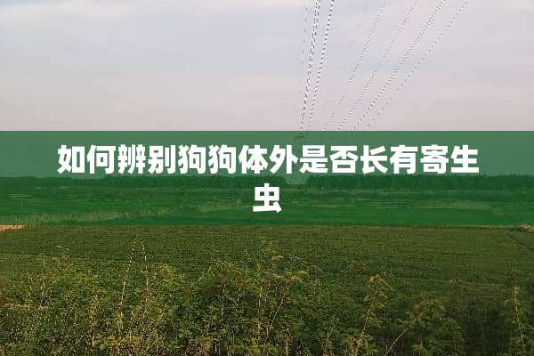 如何辨别狗狗体外是否长有寄生虫