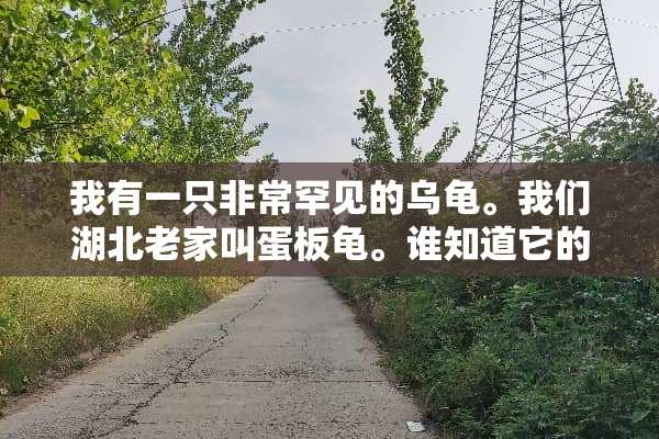 我有一只非常罕见的乌龟。我们湖北老家叫蛋板龟。谁知道它的学名吗？数量多不多？