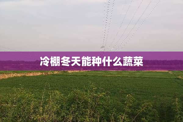 冷棚冬天能种什么蔬菜