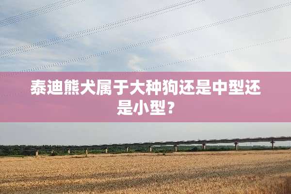 泰迪熊犬属于大种狗还是中型还是小型？