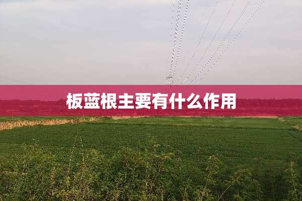 板蓝根主要有什么作用