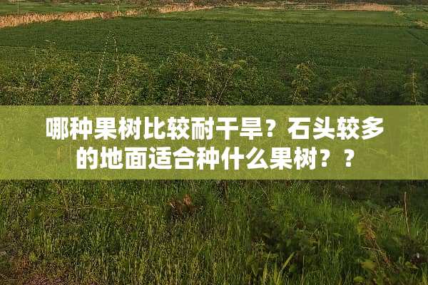 哪种果树比较耐干旱？石头较多的地面适合种什么果树？？
