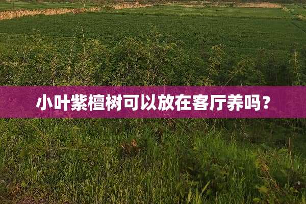 小叶紫檀树可以放在客厅养吗？