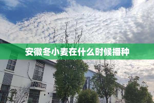 安徽冬小麦在什么时候播种