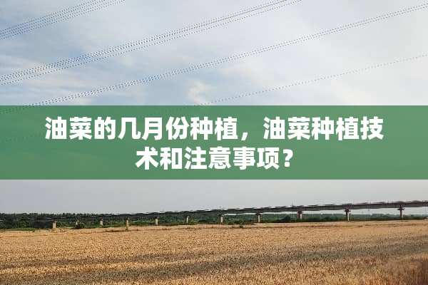 油菜的几月份种植，油菜种植技术和注意事项？
