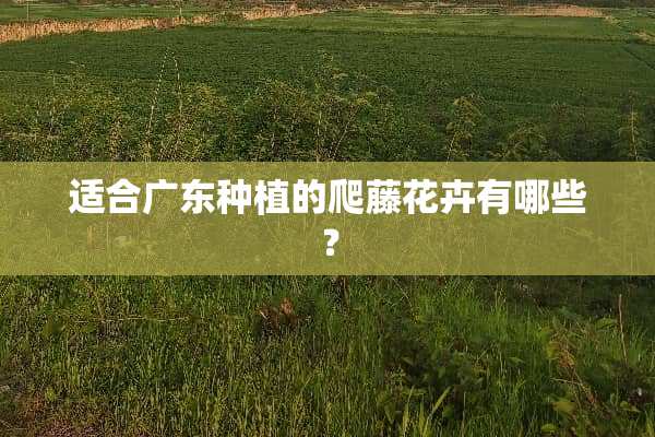 适合广东种植的爬藤花卉有哪些？