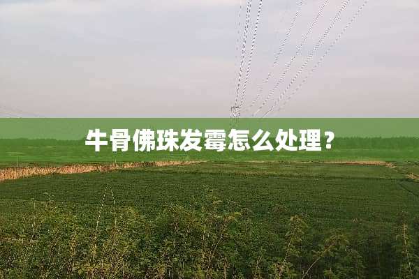牛骨佛珠发霉怎么处理？