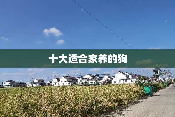 十大适合家养的狗