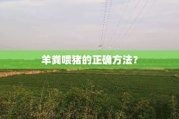 羊粪喂猪的正确方法？