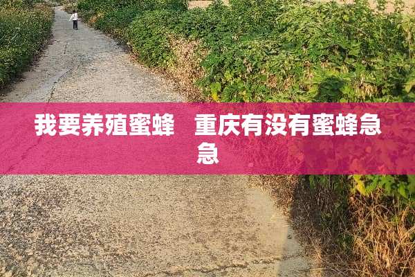 我要养殖蜜蜂   重庆有没有蜜蜂急急