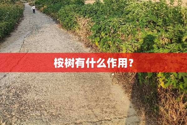 桉树有什么作用？