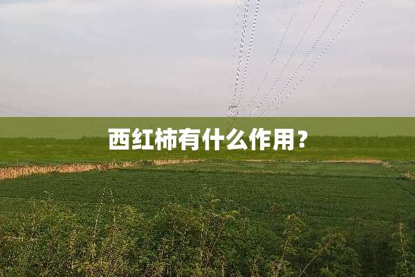西红柿有什么作用？